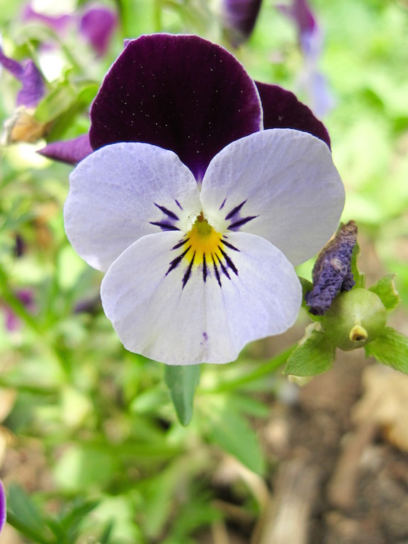 Viola tricolor in Goethe's garden