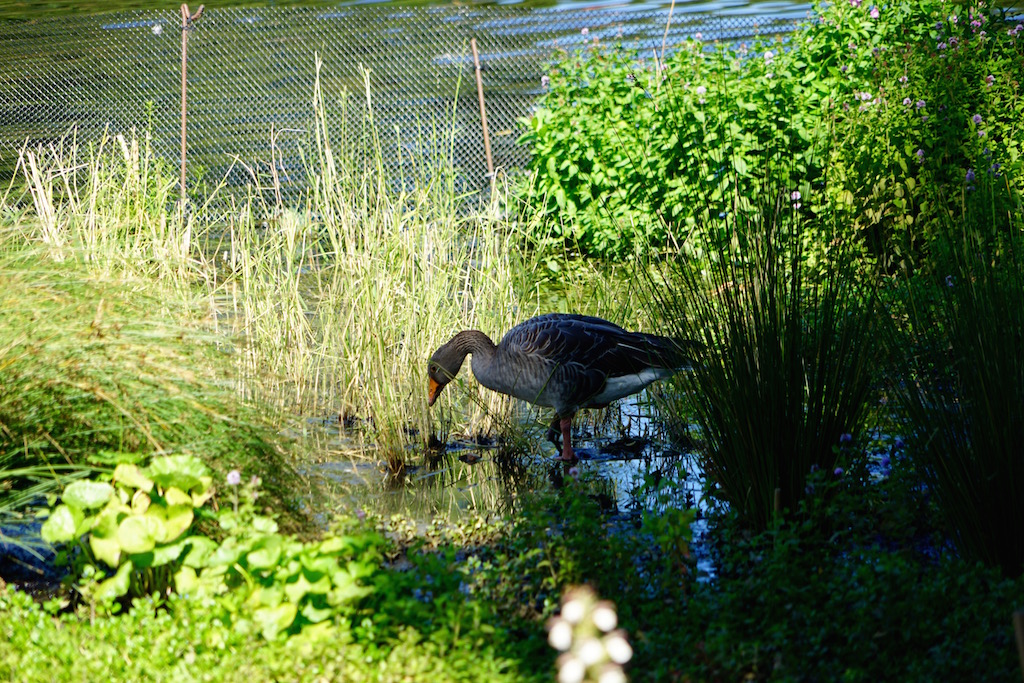 Black Swan in  St James's Park Lake