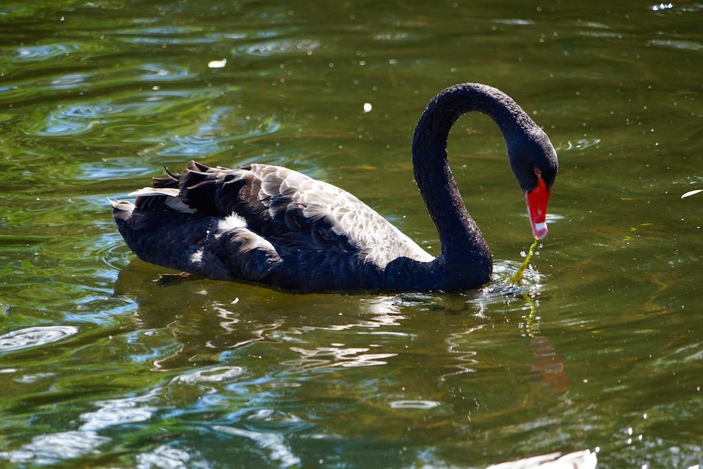 Black Swan in  St James's Park Lake