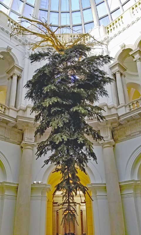 A view of the tree from below