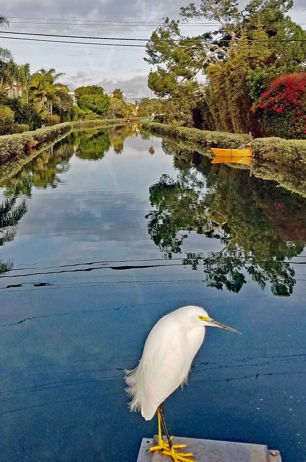 Snowy white Egret waiting for prey at Grand Canal Venice of America