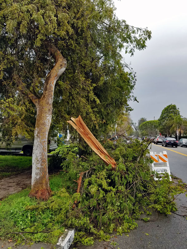 Tree that was damaged by the storm as seen on Tuesday February 21
