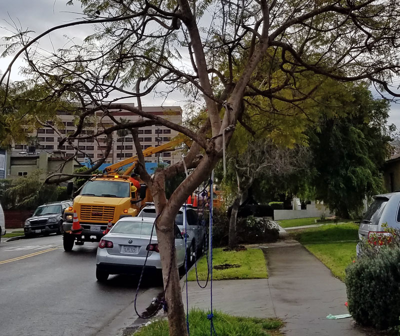 The debris from the tree damaged in last weekends storm was cleaned up by a city crew this morning.