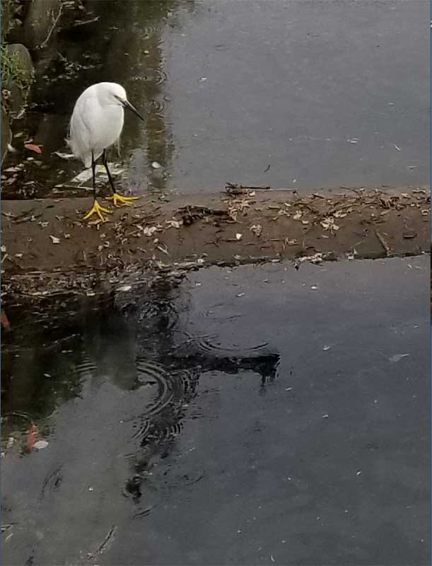 Sitting on the dock of the Bay - Snowy Egret in Grand Canal enjoying the rain
