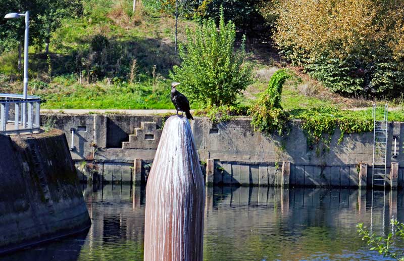 Wildlife like this bird loves the Lea River.