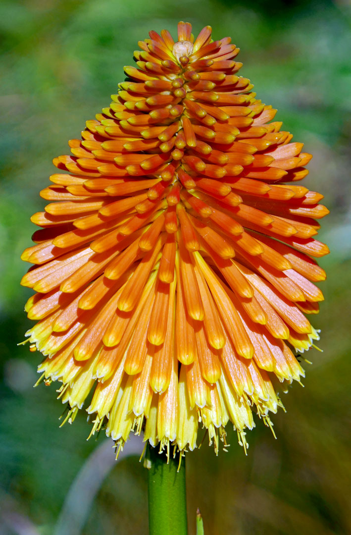 The park is full of nice plants, here is one: Red Hot Poker or Kniphofia as it is named is a flowering plant in the Asphodelaceae family.
