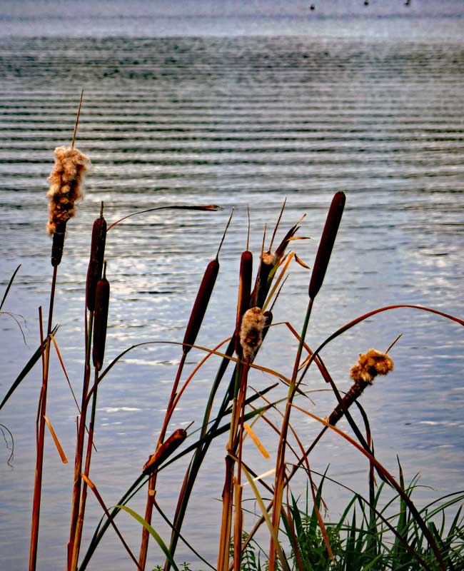 Typha Angustifolia, a.k.a. Narrowleaf cattail growing at the edge of the Serpentine.
