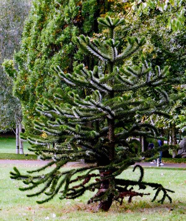 Another fascinating tree in the park, Araucaria-araucana, or the Monkey puzzle tree.