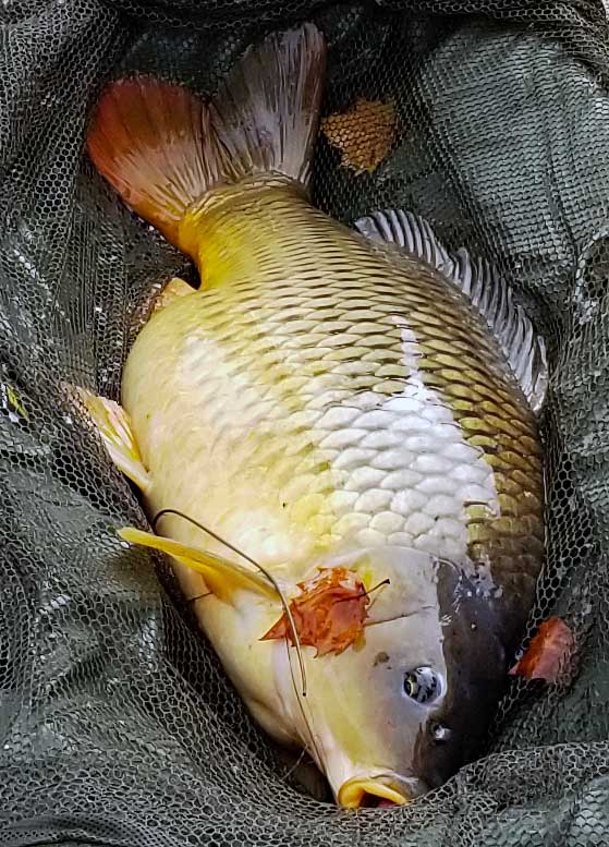 Closeup of the fish, a good sized Carp.