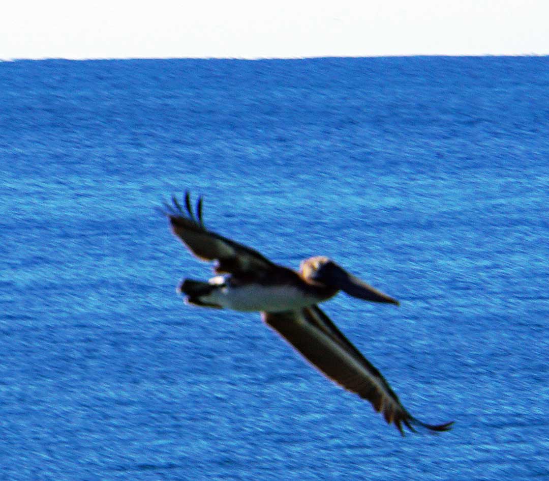 A Pelican in flight.