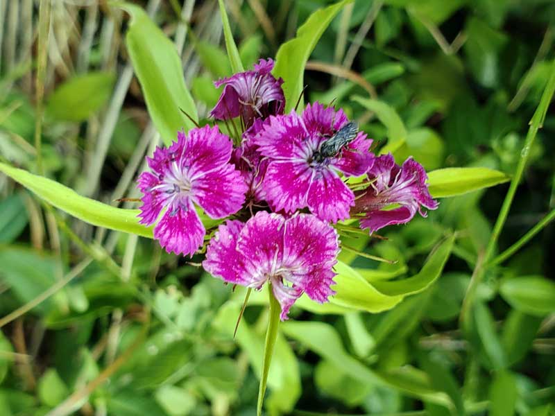 I believe this is a plant named Dianthus carthusianorum L. or in English - Carthusian Pink, Clusterhead.