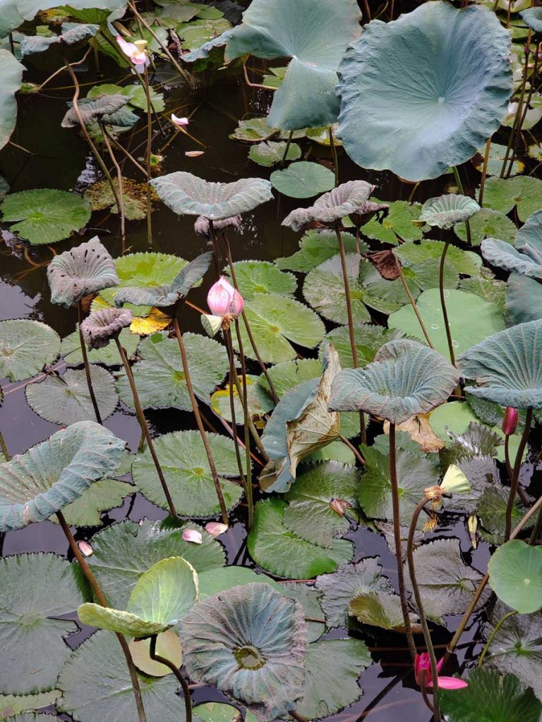 A closer look at one of the ponds with the beautiful Lotus flowers.