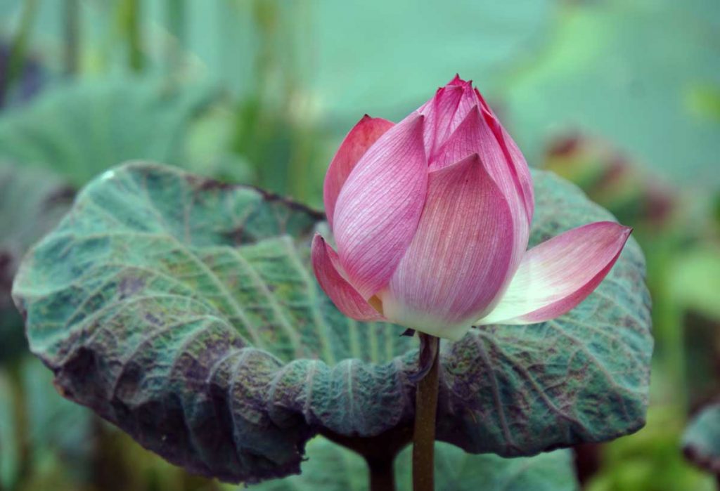 One of the beautiful Lotus flowers in the pond.