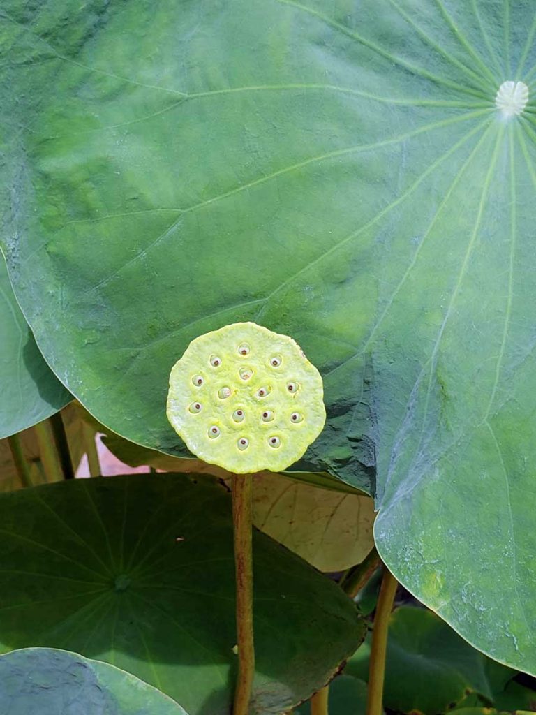 The seed pod of the spent Lotus flower.