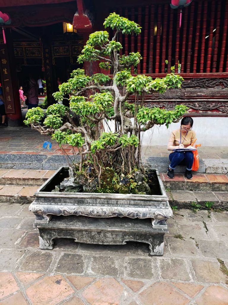 A Bonzai tree at the Temple of Literature.
