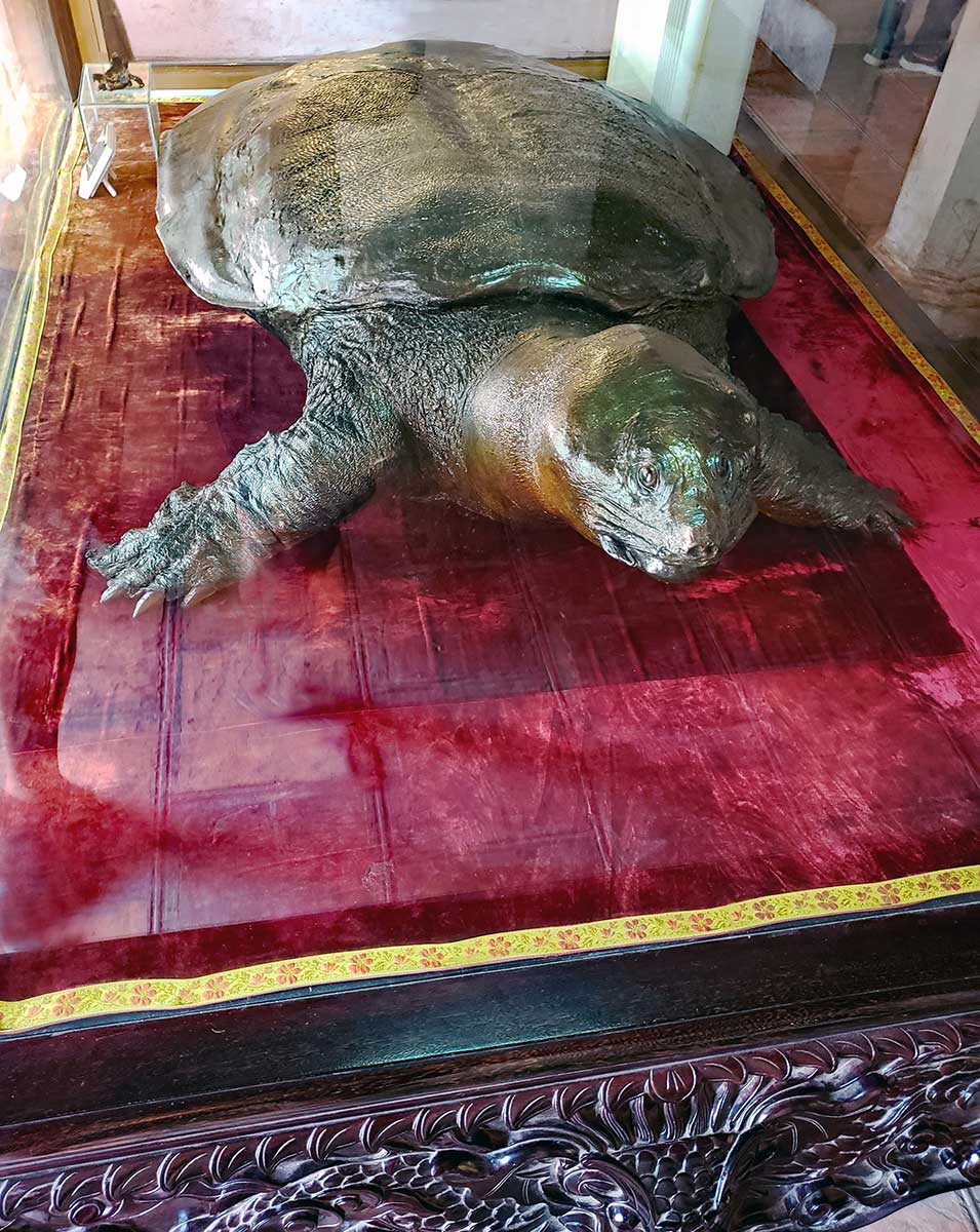 Hoan Kiem turtle is on display at the temple.