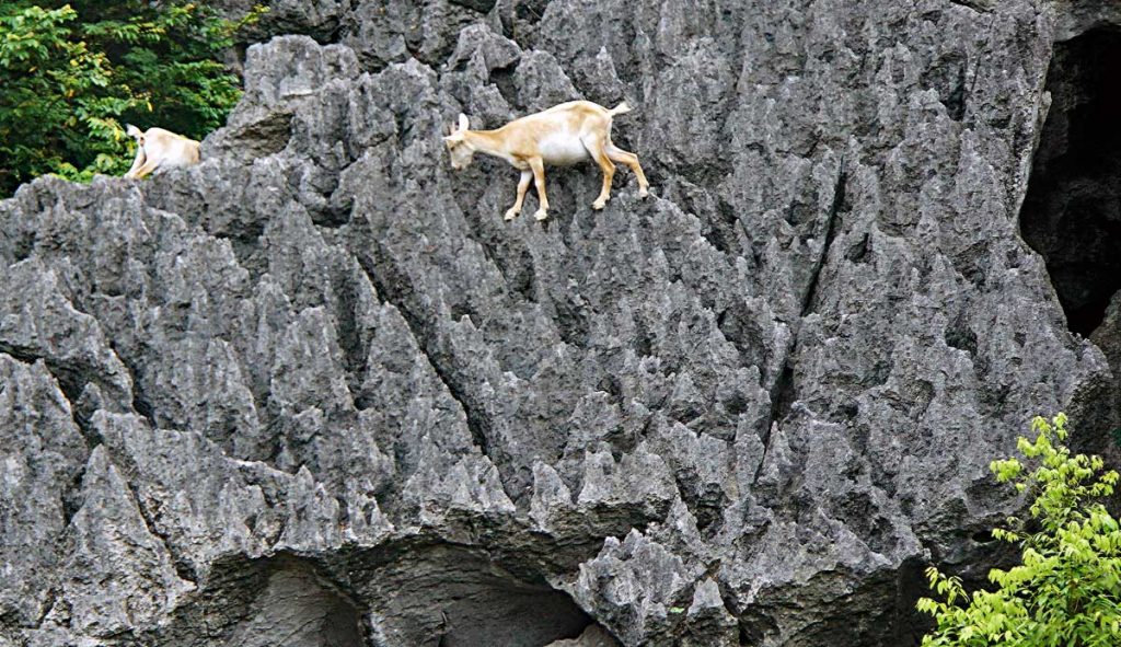 Mountain Goats by the Red River, skilled at Rock Climbing...
