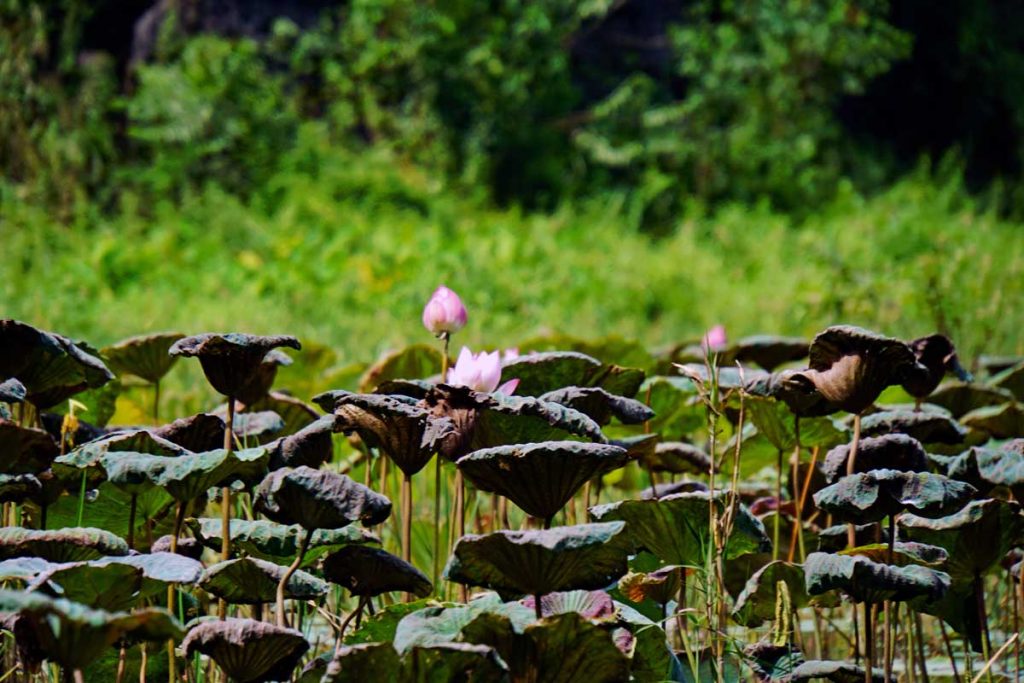 Lotus flowers are in abundant supply along the river.