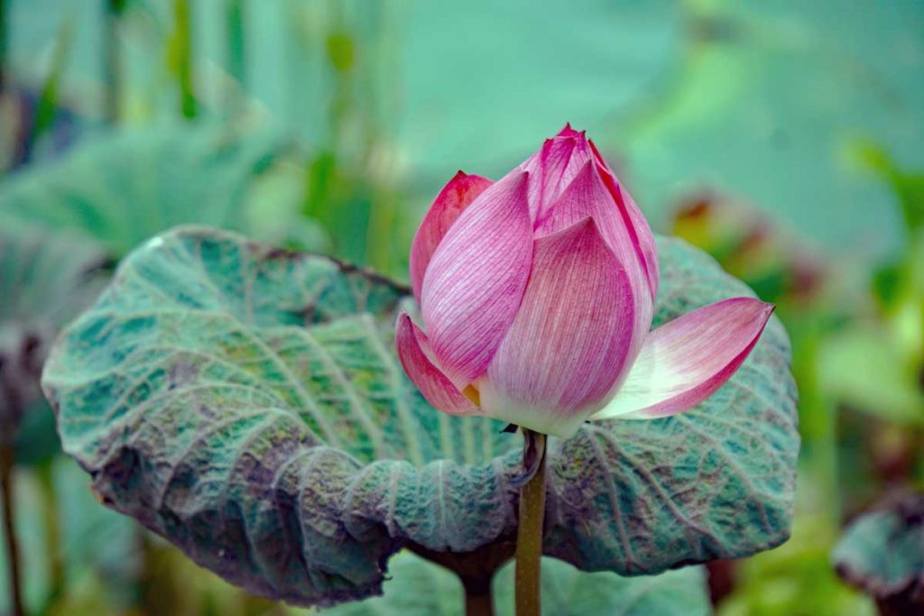 A beautiful Lotus flower.