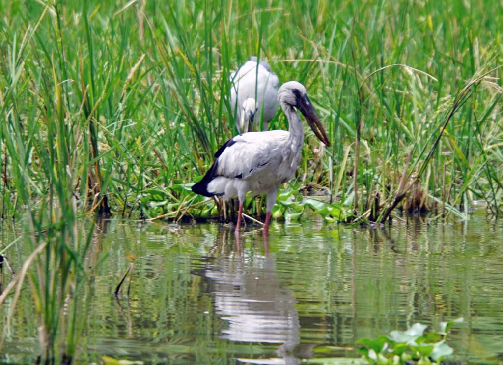Asian Open bill Storks in the Red River Delta