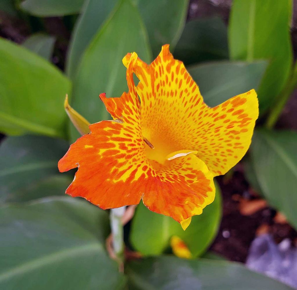 A beautiful Saigon flower.