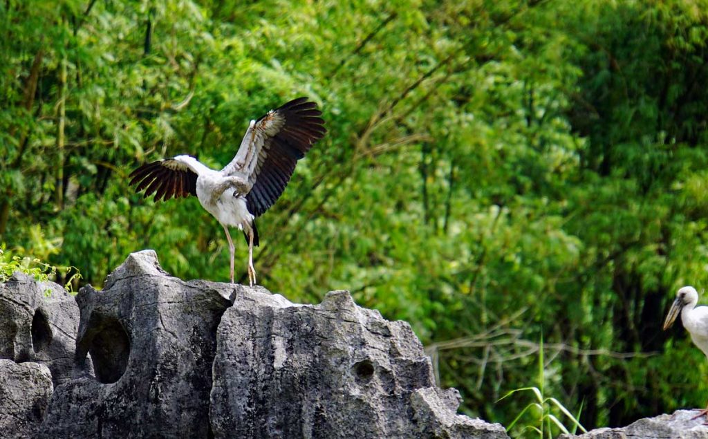 Asian Open bill Stork taking flight.