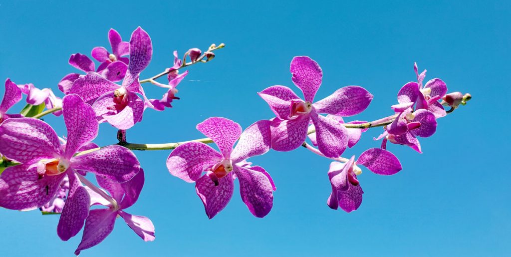 Da Lat Vietnam City of flowers