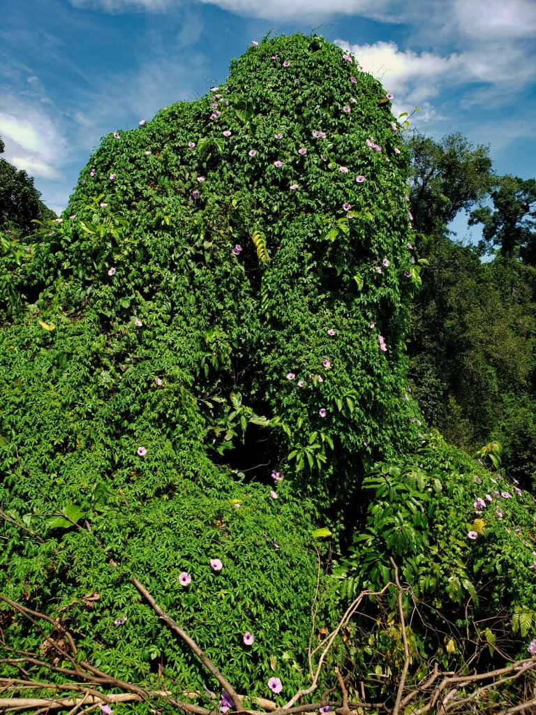 Next to where the river goes over the edge is this big Kudzu overgrown - something.